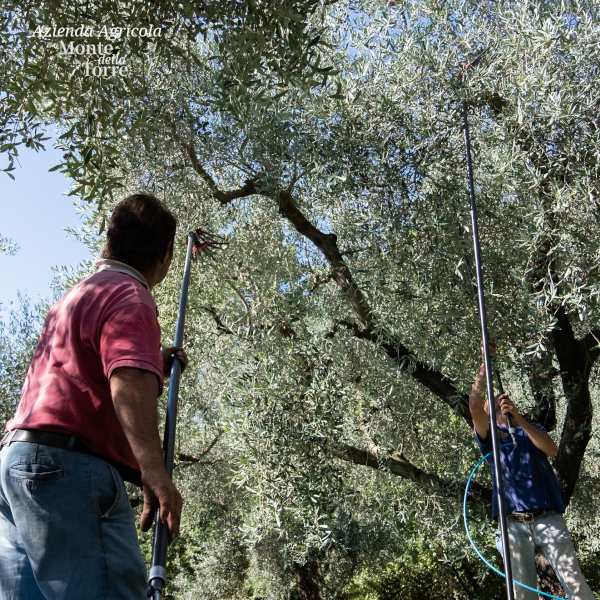 azienda agricola monte della torre raccolta azienda agricola monte della torre raccolta