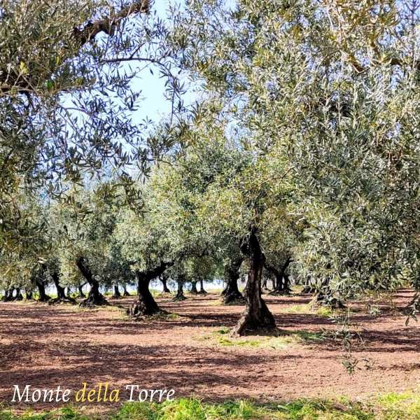 azienda agricola monte della torre uliveto azienda agricola monte della torre uliveto